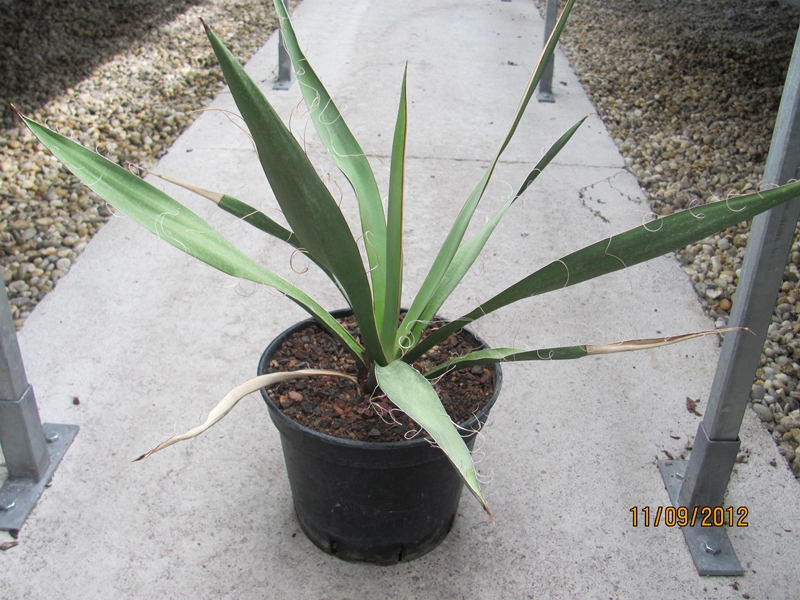 Yucca carnerosana 50/60cm - BIO